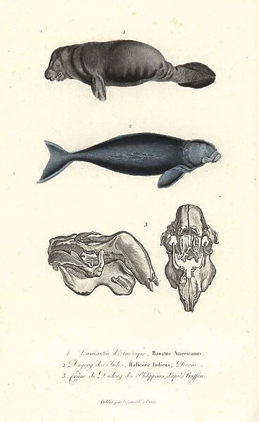 West Indian manatee, Trichechus manatus