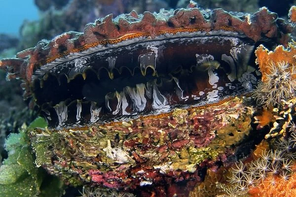 Thorny oyster, Spondylus varius, Namu atoll, Marshall Islands (N. Pacific)