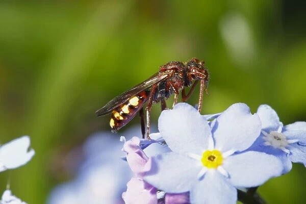 Nomad Bee (Nomada panzeri) adult female, cleaning antenna, resting on flower, Powys, Wales, May