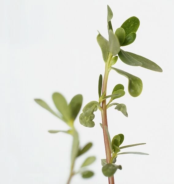 Portulaca oleracea (Common Purslane), thick green leaves on long, edible stem