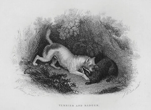 Terrier and Badger (engraving)