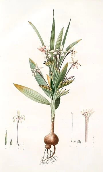 Gladiolus tubiflorus, Glayeul tubiflore, Redoute, Pierre Joseph, 1759-1840, les liliacees