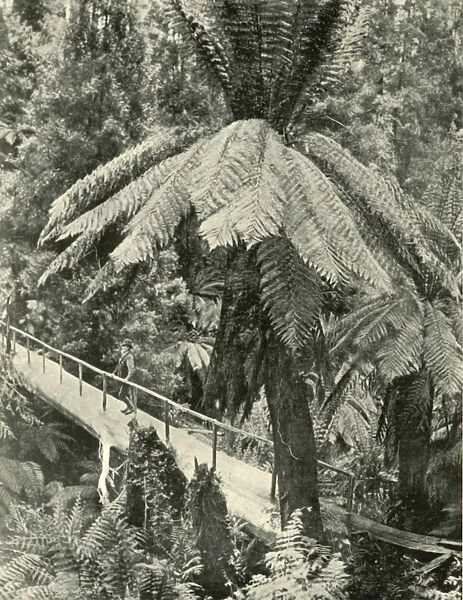 A Rustic Bridge, 1901. Creator: Unknown