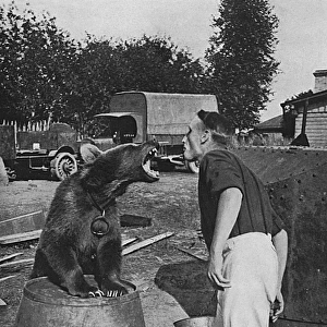 Russian soldier with regimental bear mascot, WW1