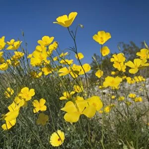 Mexican Gold Poppies - Anza Borrego Desert State Park - California - USA