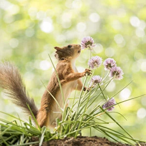 Red Squirrel is smelling chives flowers