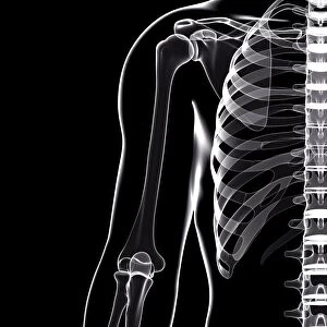 Human skeleton, artwork F007 / 5762