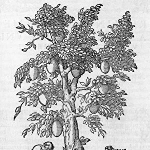 South American tree, 16th century
