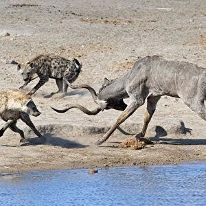 Spotted Hyenas confronting a Greater Kudu