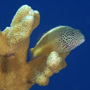 Freckled (blackside) hawkfish, Paracirrhites forsteri, on cats paw coral, Acropora palifera, Namu atoll, Marshall Islands (N