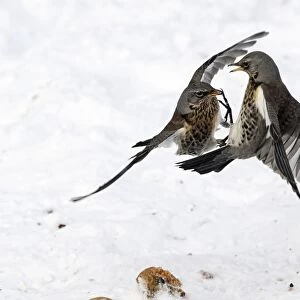 Fieldfare (Turdus pilaris) two adults, fighting over apples snow, West Midlands, England, december