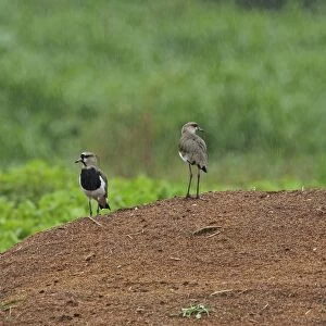 Southern Lapwing (Vanellus chilensis cayennensis) three adults, standing on mound during heavy rainfall, El Valle