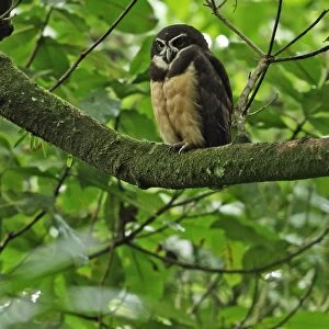 Spectacled Owl (Pulsatrix perspicillata chapmani) adult, perched on branch, El Valle, Panama, October