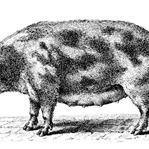 SWINE. Domestic hog. Wood engraving, 19th century