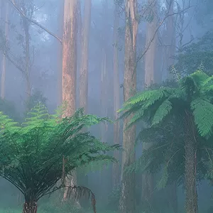 Mountain Ash and Fern Trees, Dandenongs, Victoria, Australia