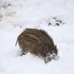 Wild boar -Sus scrofa- piglet burrowing in the snow, Allgau, Swabia, Bavaria, Germany