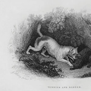 Terrier and Badger (engraving)