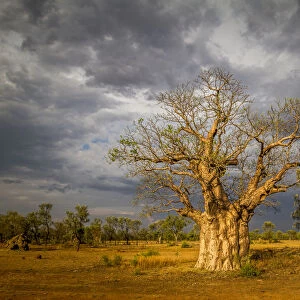 Boab or Australian Baobab tree (Adansonia gregorii), Western Australia
