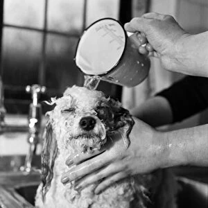 Bathnight for Tommy the miniature poodle is something of an endurance test