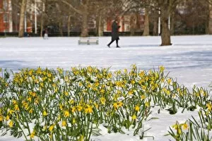 Daffodils defy the snow in St James Park, London
